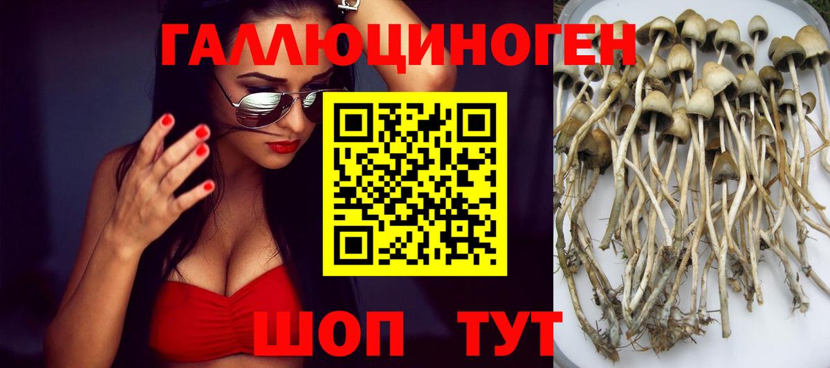 Галлюциногенные грибы Psilocybe Бердск